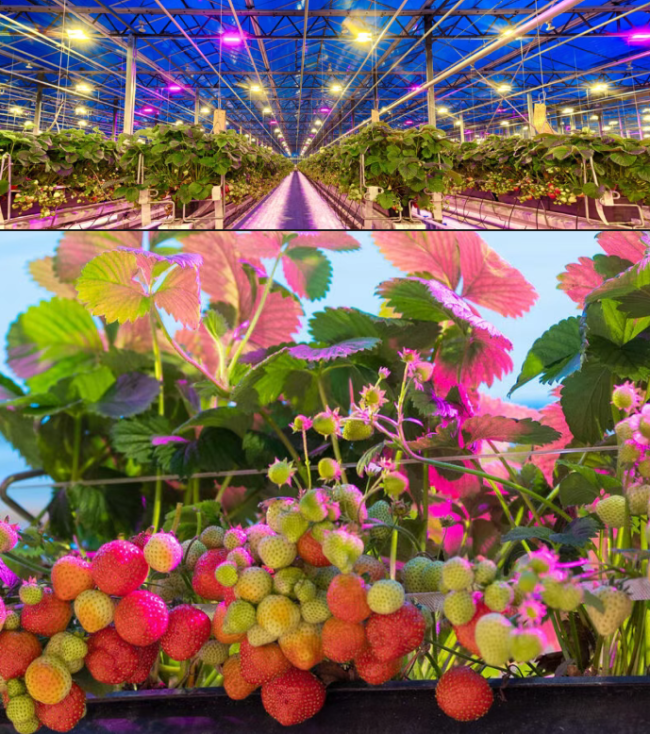 大晚上的，为什么不让火龙果睡觉？