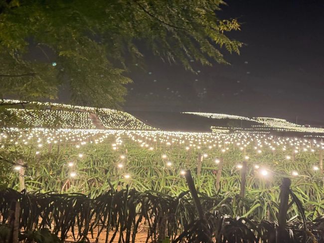 夜深了,怎么还不让火龙果睡觉呢?