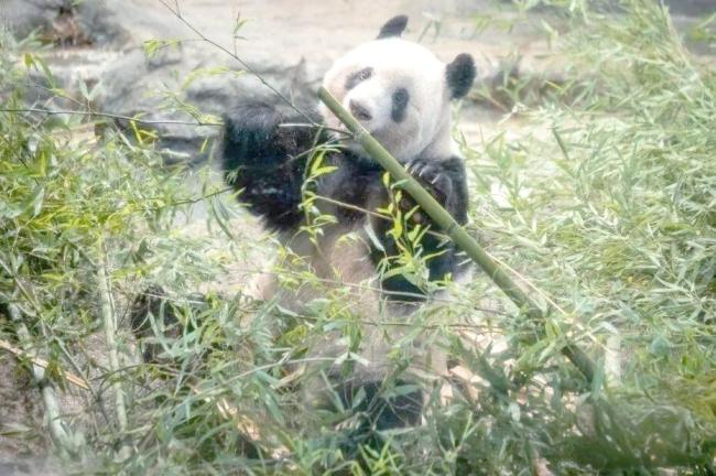 日本民众十分不舍中国大熊猫 香香告别引发泪目