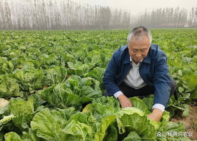 “套牌膠州大白菜”單棵售價超百元 品牌溢價推動價值革命