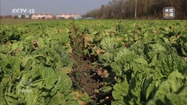 起底“套牌白菜”背后销售套路 地理标志产品被冒用