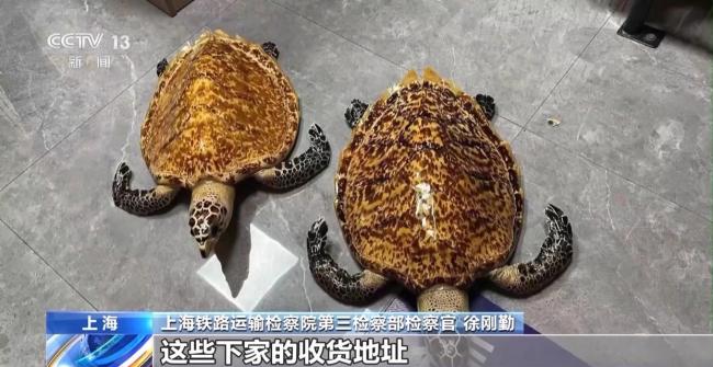 非法出售玳瑁標本 買家賣家均獲刑 珍稀動物保護警示