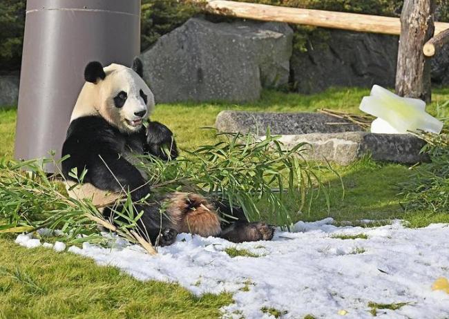 日本人求中國租大熊貓 經(jīng)濟與情感的雙重紐帶