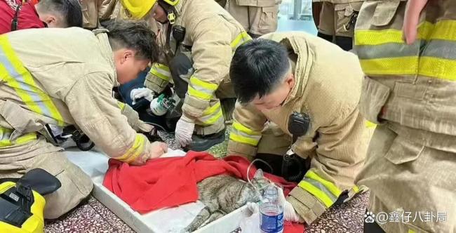 香港消防員火場中救出貓狗 生命無小事