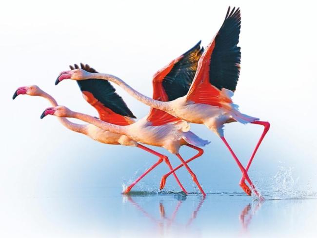 候鸟“组团”来山西越冬 生态美景迎飞羽