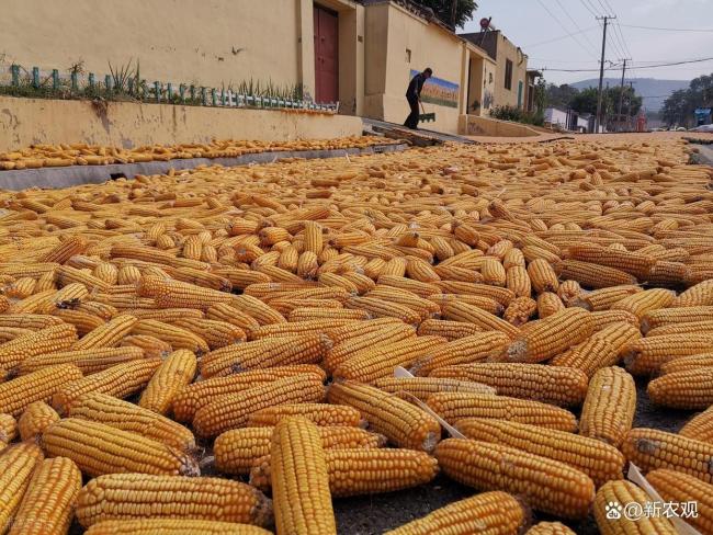 托底的来了,玉米大跌不了 政策收购支撑市场