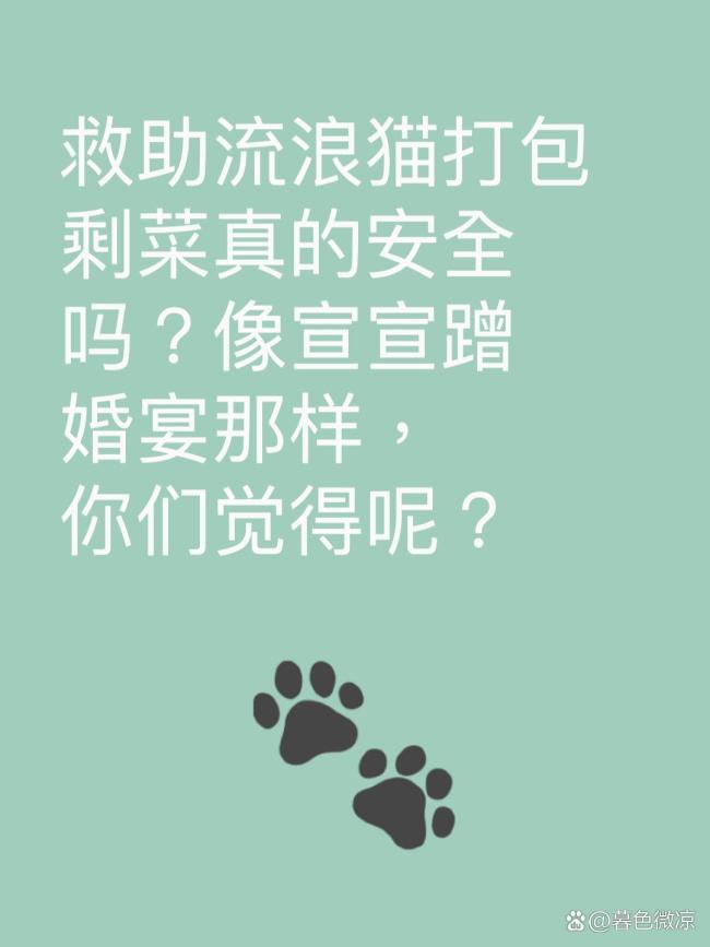 女孩蹭婚宴3年打包剩菜喂流浪猫 温暖行动延续生命