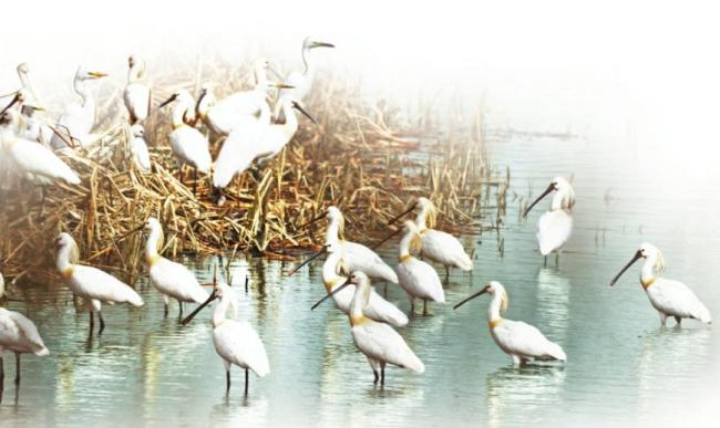 候鸟“组团”来山西越冬 生态美景迎飞羽