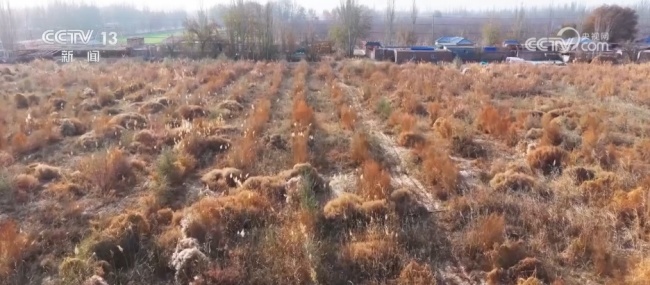 新疆沙漠中种出绿色富民“聚宝盆” 村民打赢“沙漠反击战”