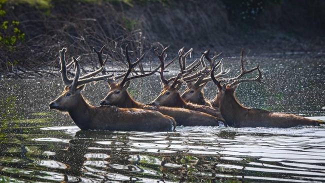 麋鹿在西方改回中国名 物种保护创奇迹