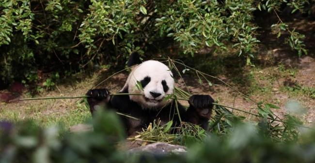 马克龙再访华,想和中国谈什么 稳定关系与合作契机