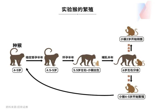 1只实验猴卖12万元仍有价无猴 猴价上扬周期再现