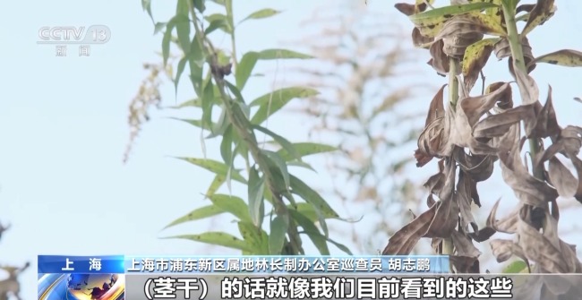 上海發(fā)現(xiàn)外來入侵物種加拿大一枝黃花 破壞力極強需警惕