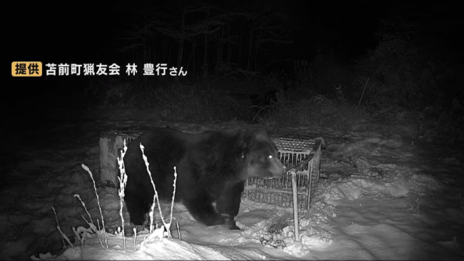 北海道今年猎杀超960头熊 处理设施不堪重负