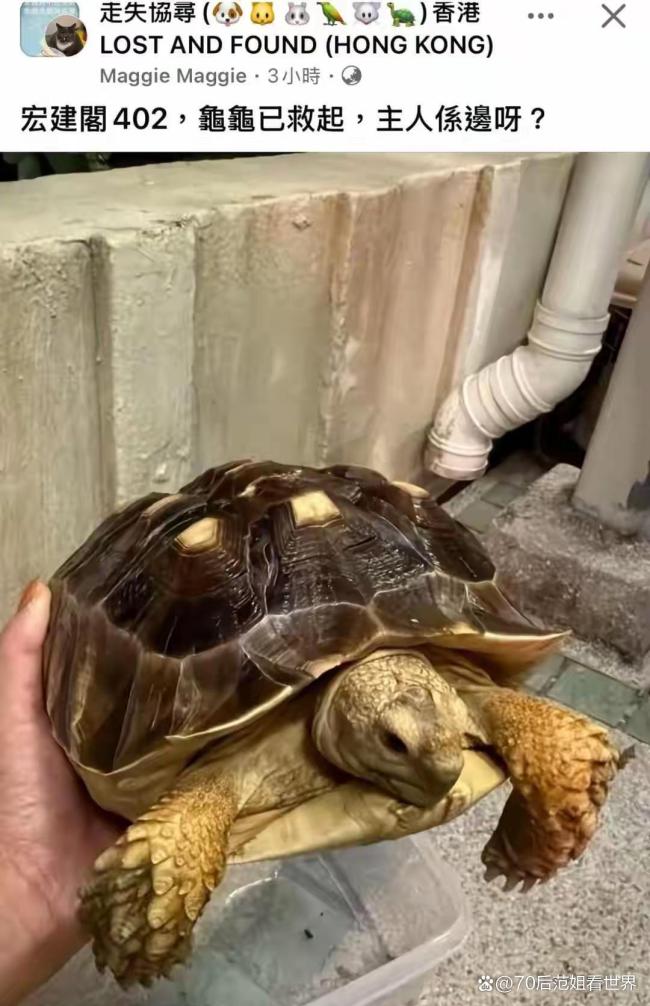 香港大埔火灾消防员救出被困狗狗