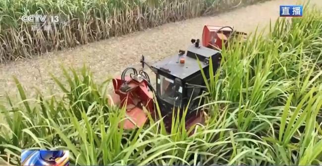 揭秘广西甘蔗的甜蜜产业链