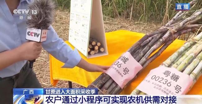 揭秘广西甘蔗的甜蜜产业链 科技赋能产业革新