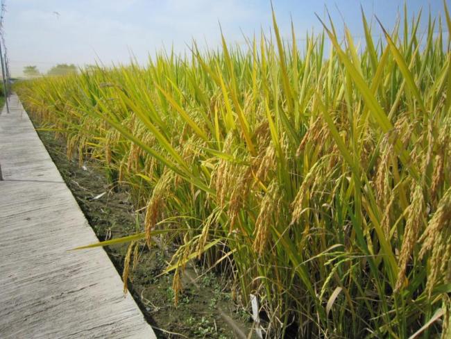 中國科學家破解水稻高溫感知機制 揭示熱信號傳遞網(wǎng)絡