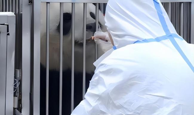 马克龙抵达成都 熊猫外交与经贸合作并行