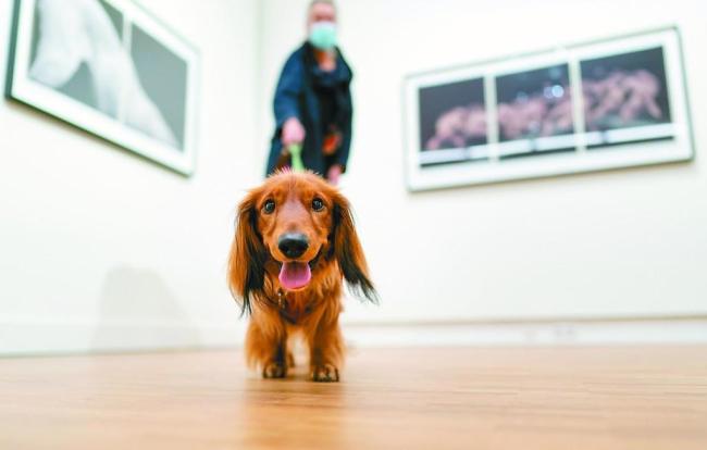 荷兰没有流浪狗 10年前荷兰成首个无流浪狗的国家