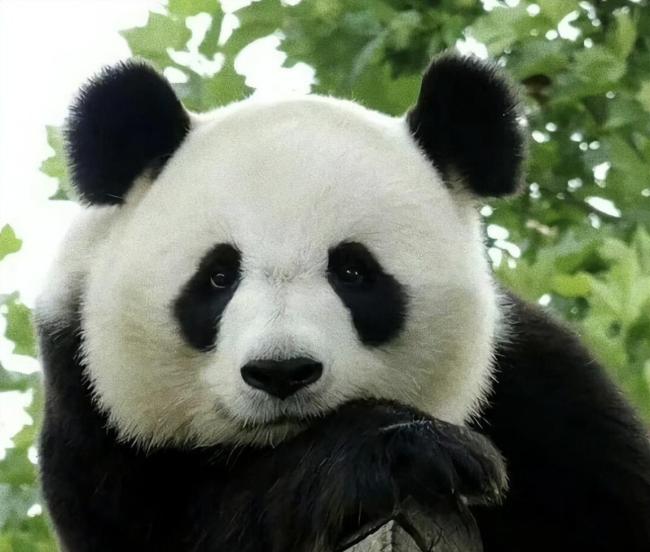 马克龙抵达成都 熊猫外交与经贸合作并行