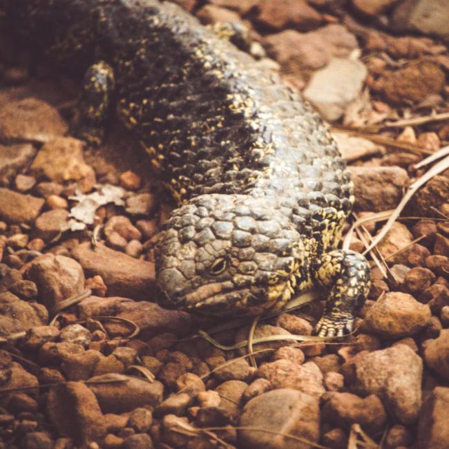 你遇到过蛇钻进酒瓶吗 罕见现象揭秘