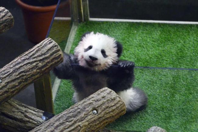 法新社镜头下的马克龙访问川大 熊猫“圆梦”见证中法情谊