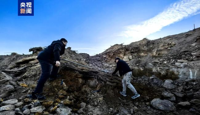 山西一工地发现2.9亿年前大型木化石 国家一级重点保护化石现身