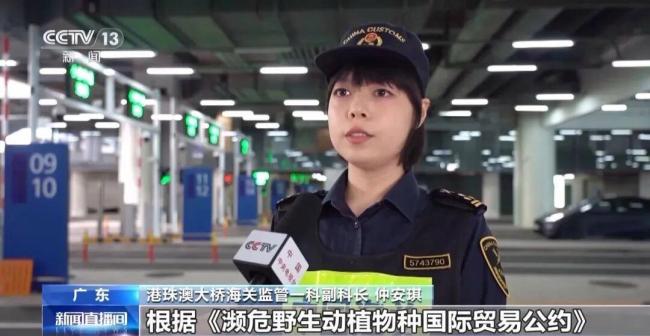 女子裤子内藏2斤多活虫入境 被海关查获 人体夹藏活虫进境被查