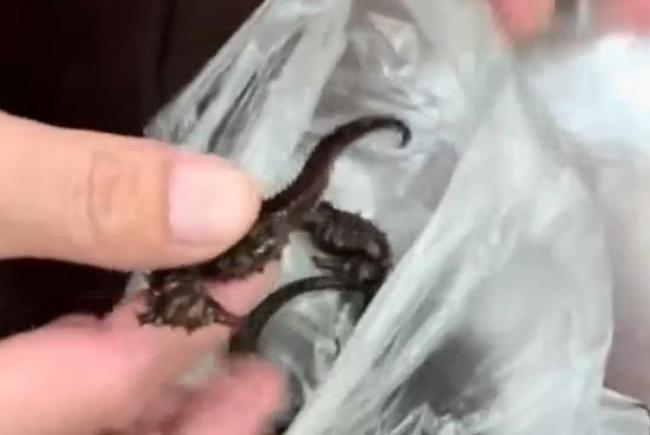 药酒里泡了十余年的海马竟是塑料 数千元买来假药材