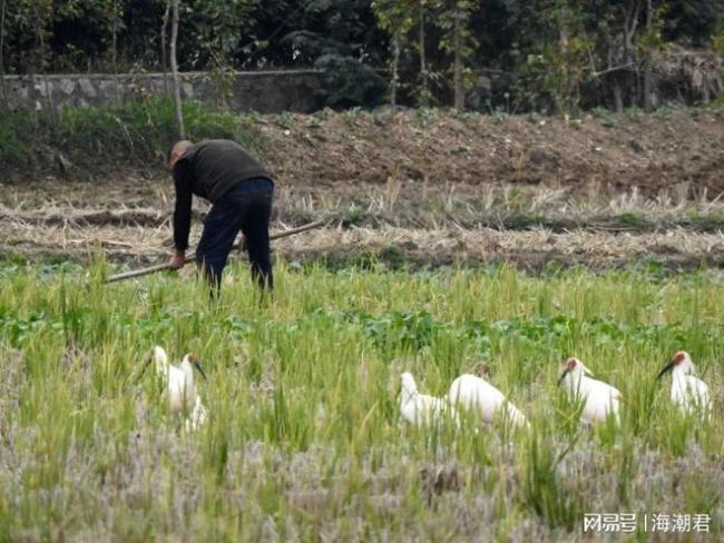我们是否正在过度保护明星物种？警惕单一数量指标下的生态失衡 生态系统功能被忽视