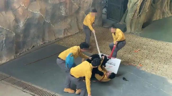 杭州野生動物園取消黑熊行為展示 確保動物與游客安全