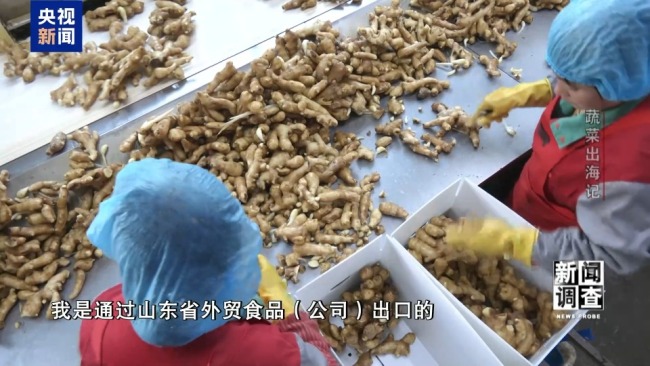 “蔬菜出口第一縣”做對(duì)了什么？安丘30年逆襲路！