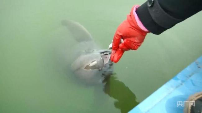 长江禁渔5年新增36种鱼 长江禁渔5年见成效