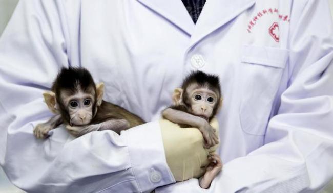 養(yǎng)殖場稱明年實驗猴或?qū)?5萬一只 創(chuàng)新藥研發(fā)推高需求