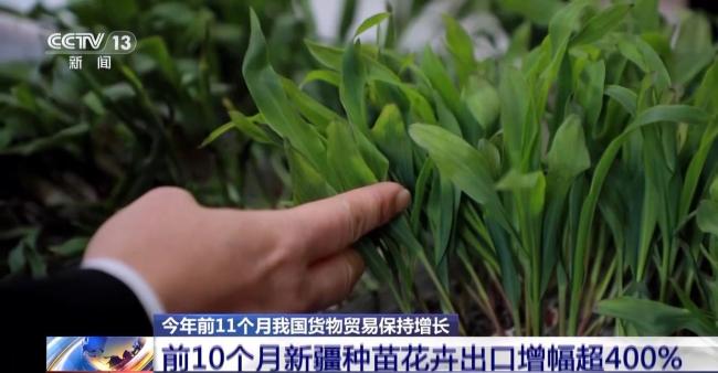 為何前11個月外貿走得穩?三大關鍵詞解讀