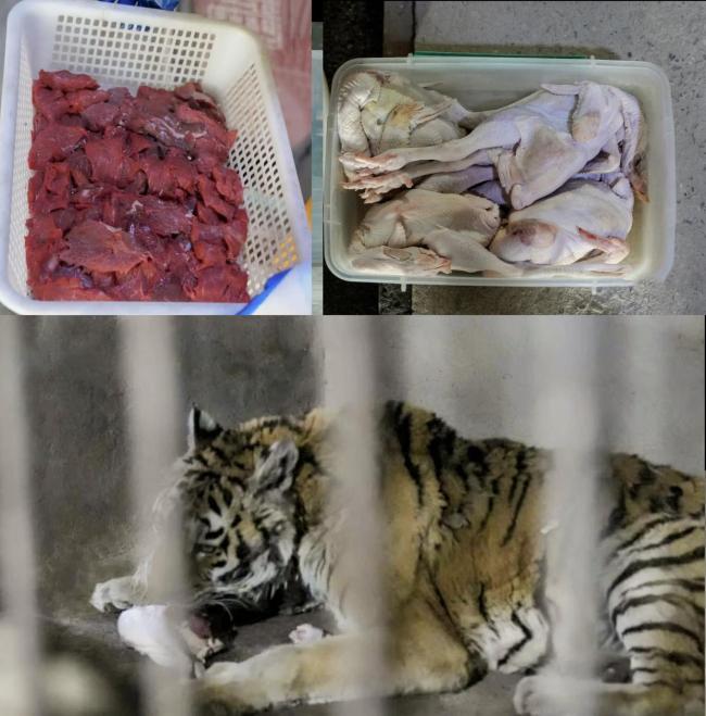 老虎被餓得皮包骨?園方回應(yīng) 老年老虎自然生理變化