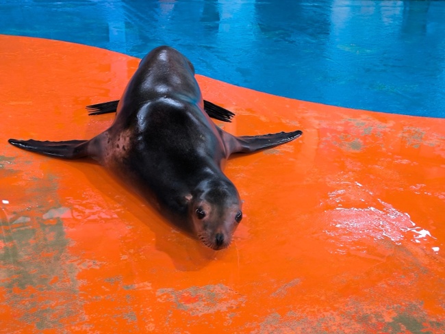 武漢一動物園上演瘋狂動物城，海獅憑“發(fā)癲”舞姿火出圈，保育員：她平時就這么瘋