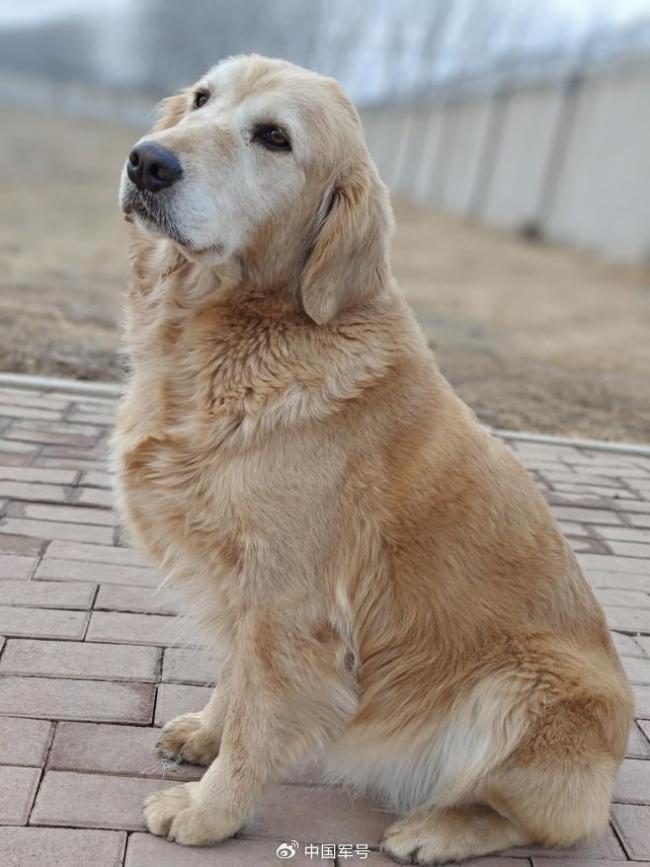 4只光榮退役軍犬征集領(lǐng)養(yǎng)人 尋找溫暖新家