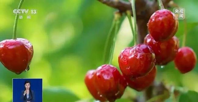 反季節(jié)蔬菜吃了等于白吃？謠言 粉碎不實(shí)傳言