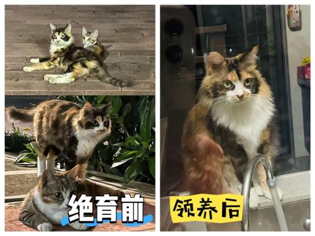 中学老师踩死猫事件 教育者的暴力行为引发社会关注