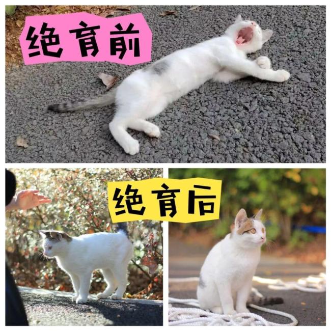 中學老師踩死貓事件 教育者的暴力行為引發(fā)社會關(guān)注