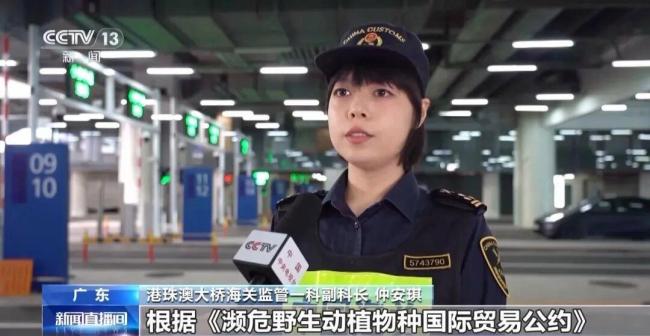 女子褲子內(nèi)藏活蟲入境被查 人體夾藏活蟲進(jìn)境被查獲