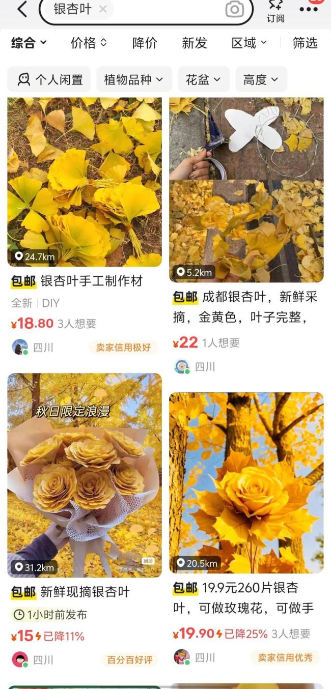 美術老師用銀杏葉給小貓咪做翅膀 創(chuàng)意獲3萬點贊