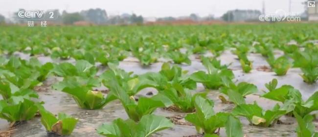 各地冬“鮮”上市豐富菜籃子 蔬菜價(jià)格波動(dòng)引關(guān)注