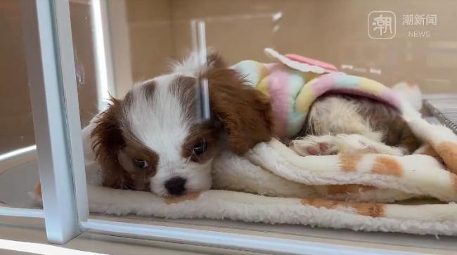 杭州現(xiàn)12800元寵物婚紗 店主回應(yīng) 情感表達(dá)非價(jià)格衡量