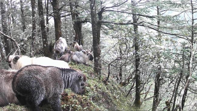 四川10余頭羚牛罕見同框 家族群體活動記錄