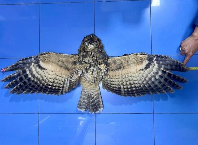 上海一只灰林鸮在博物館“重生” 標本延續(xù)生命故事