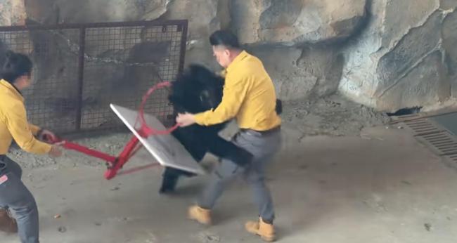 動物園黑熊撲倒馴養(yǎng)員 表演永久停止、馴養(yǎng)員停職轉崗！