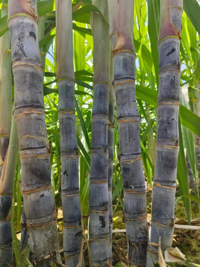 廣西糖料蔗種植面積居全國第一 創(chuàng)近十年新高